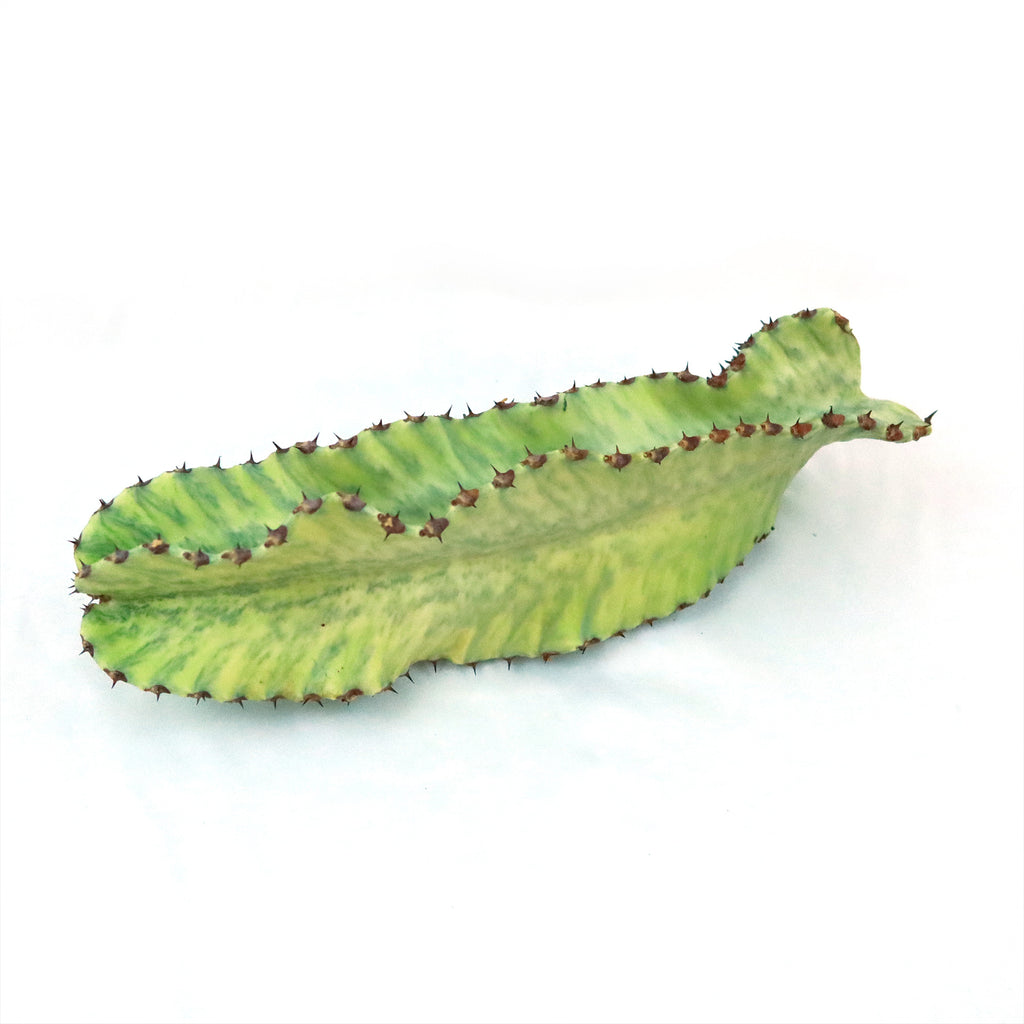 Variegated Euphorbia ammak Cuttings