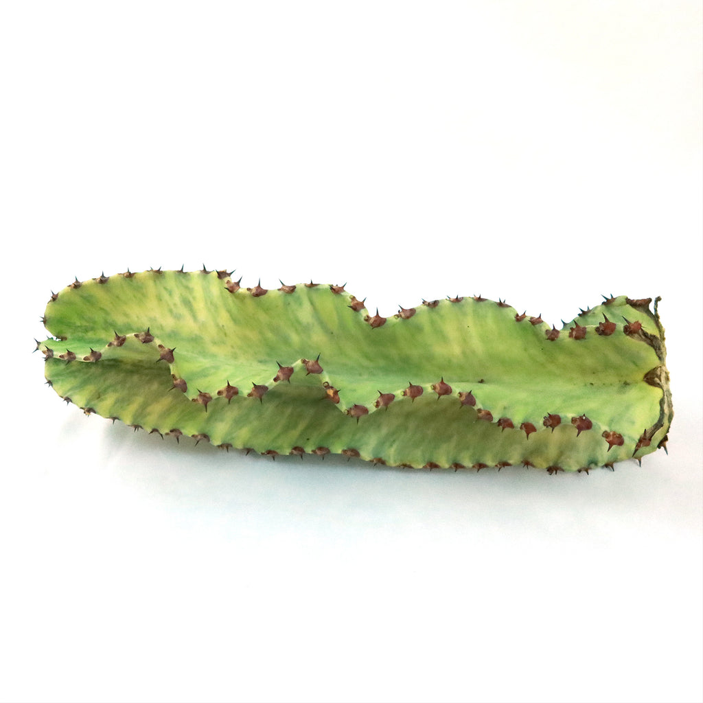 Variegated Euphorbia ammak Cuttings