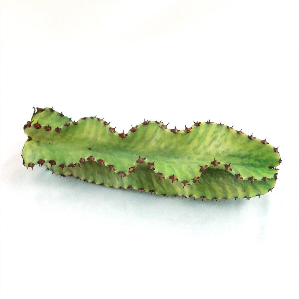 Variegated Euphorbia ammak Cuttings