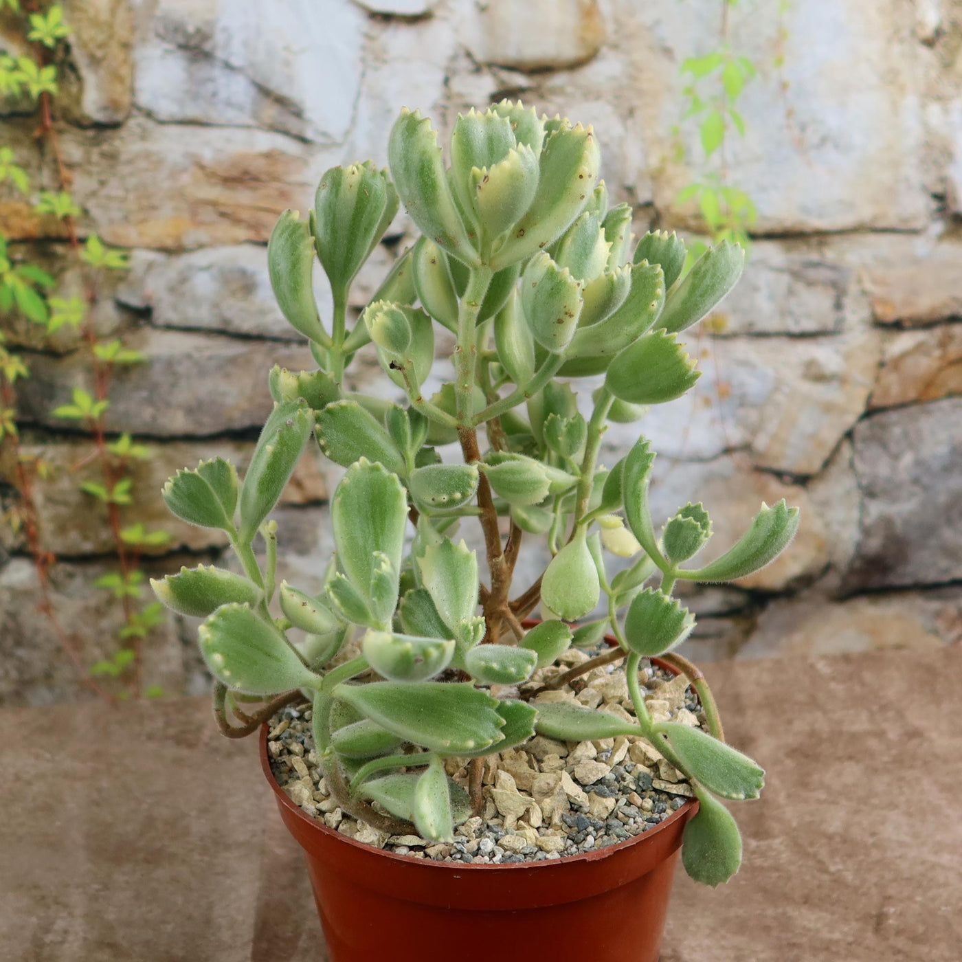 Variegated Bear Paw Succulent