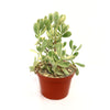 Variegated Bear Paw Succulent - Cotyledon ladismithiensis Variegata