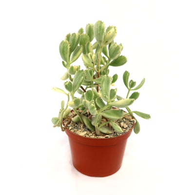 small succulent plant bear and breakfast Variegated Bear Paw Succulent
