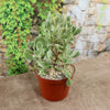 Variegated Bear Paw Succulent - Cotyledon ladismithiensis Variegata