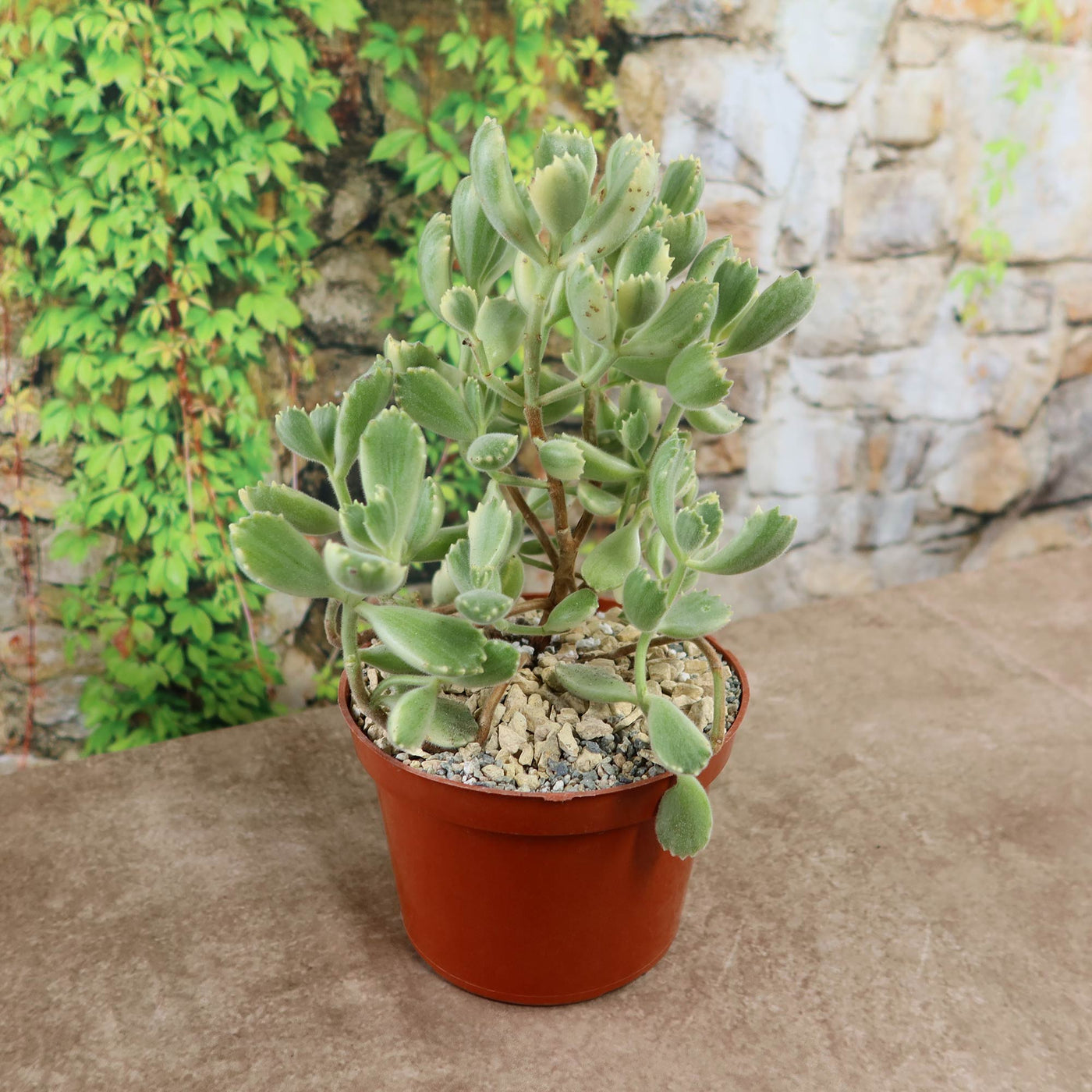 Shop 'Bear Paw Succulent - Cotyledon ladismithiensis Variegata' Care and  Info