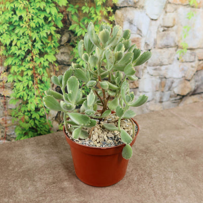 big bear paw succulent 2 Inch Cotyledon ladismithiensis Variegata