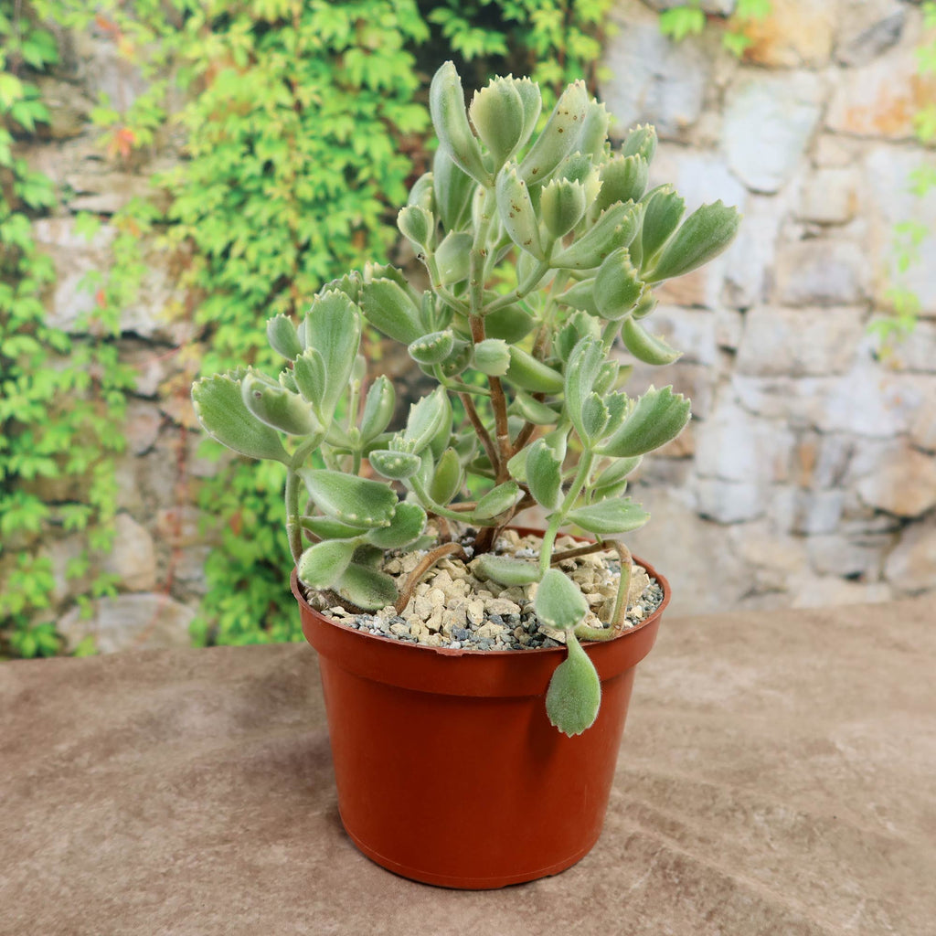 Variegated Bear Paw Succulent - Cotyledon ladismithiensis Variegata