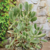 Variegated Bear Paw Succulent - Cotyledon ladismithiensis Variegata