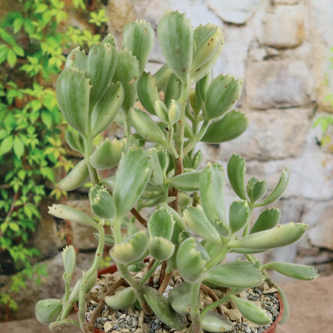 small succulent plant bear and breakfast Shop 'Bear Paw Succulent - Cotyledon ladismithiensis Variegata' Care and Info