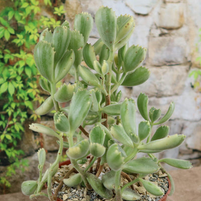bear and breakfast small succulent plant Shop 'Bear Paw Succulent - Cotyledon ladismithiensis Variegata' Care and  Info