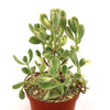 Variegated Bear Paw Succulent - Cotyledon ladismithiensis Variegata