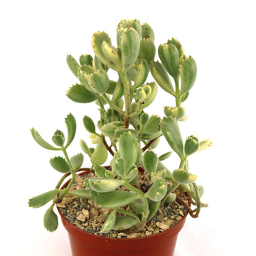 bear claw succulent flower 2 Inch Cotyledon ladismithiensis Variegata