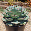 Variegated Butterfly Agave - Agave potatorum &