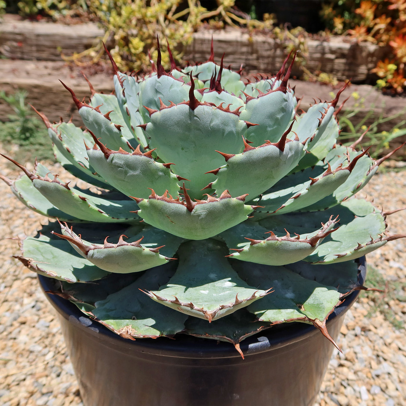 Variegated Butterfly Agave - Agave potatorum 'Kissho Kan'