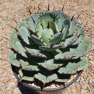 Variegated Butterfly Agave - Agave potatorum 'Kissho Kan'