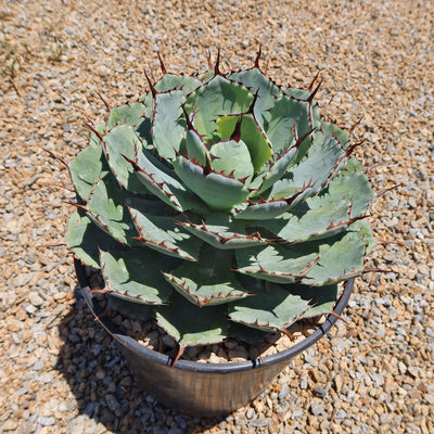 Variegated Butterfly Agave - Agave potatorum 'Kissho Kan'