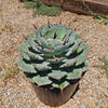 Variegated Butterfly Agave - Agave potatorum &