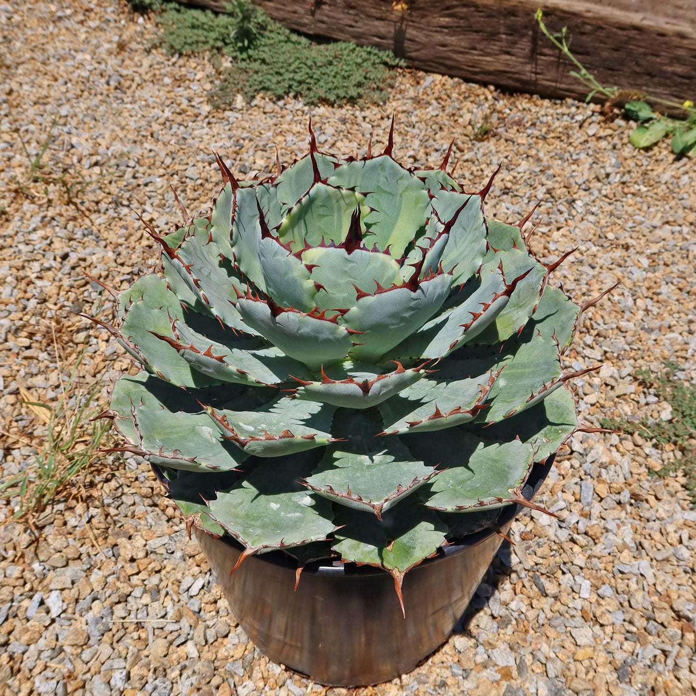 Variegated Butterfly Agave - Agave potatorum 'Kissho Kan'