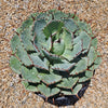 Variegated Butterfly Agave - Agave potatorum &