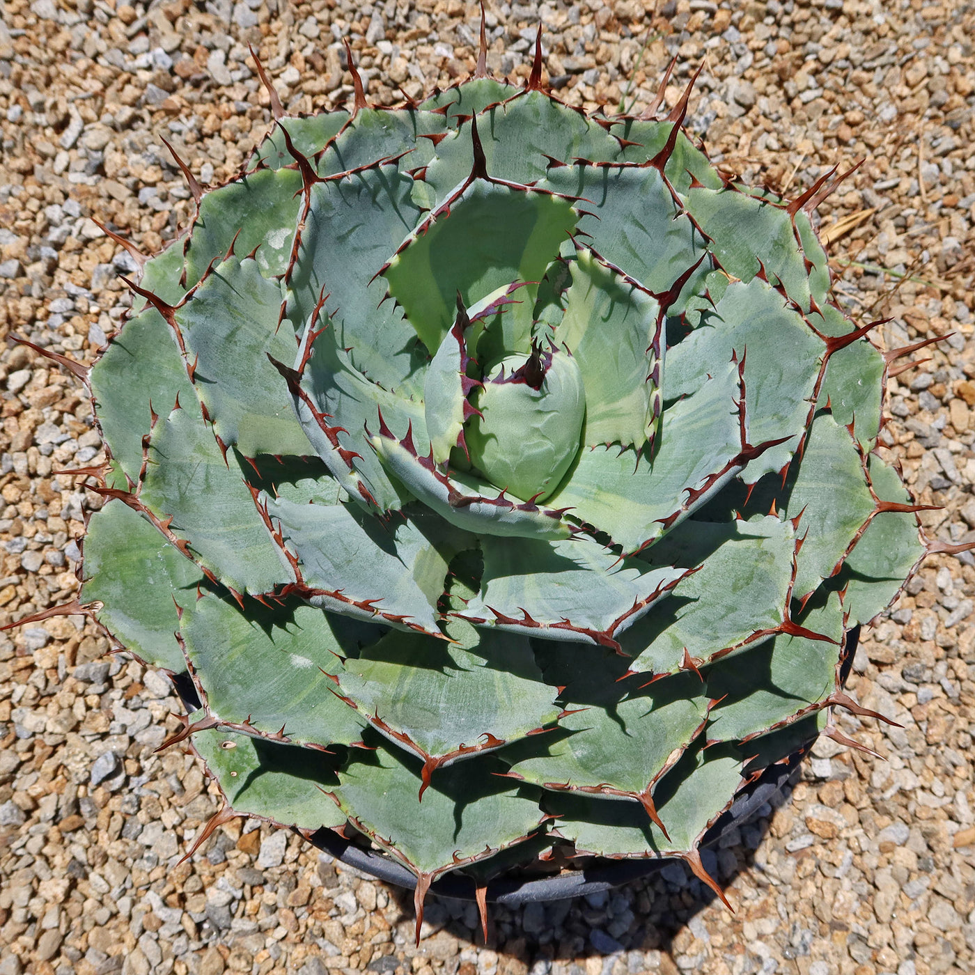 Variegated Butterfly Agave - Agave potatorum 'Kissho Kan'