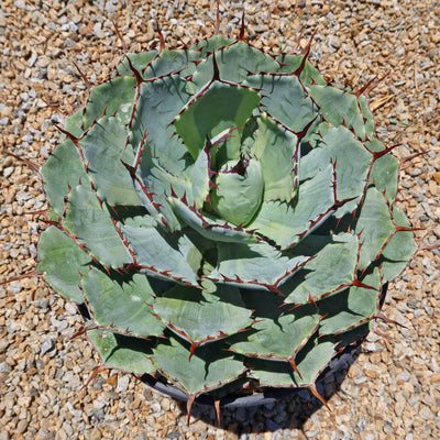 Variegated Butterfly Agave - Agave potatorum 'Kissho Kan'