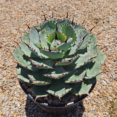 Variegated Butterfly Agave - Agave potatorum 'Kissho Kan'