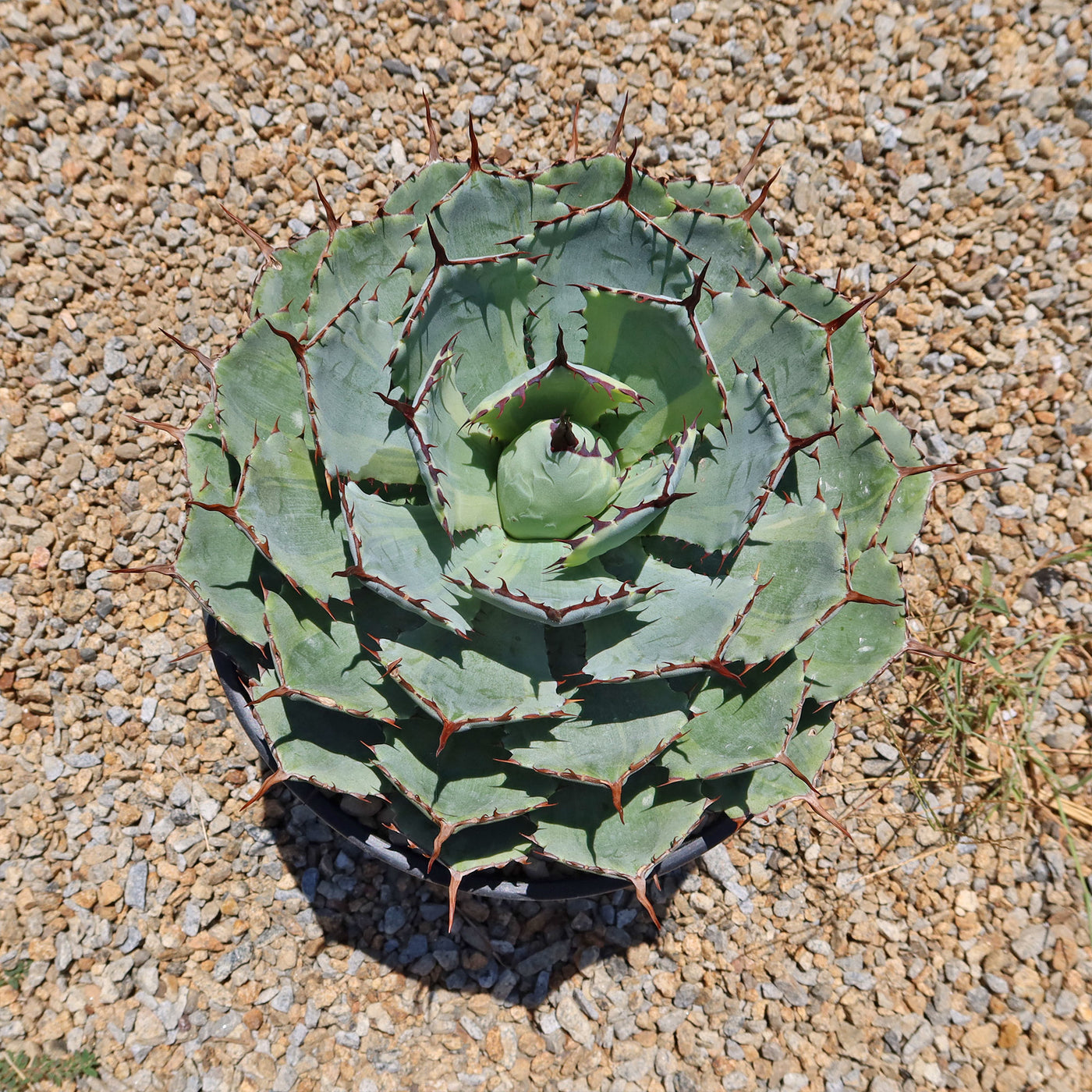 Variegated Butterfly Agave - Agave potatorum 'Kissho Kan'