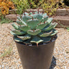 Variegated Butterfly Agave - Agave potatorum &