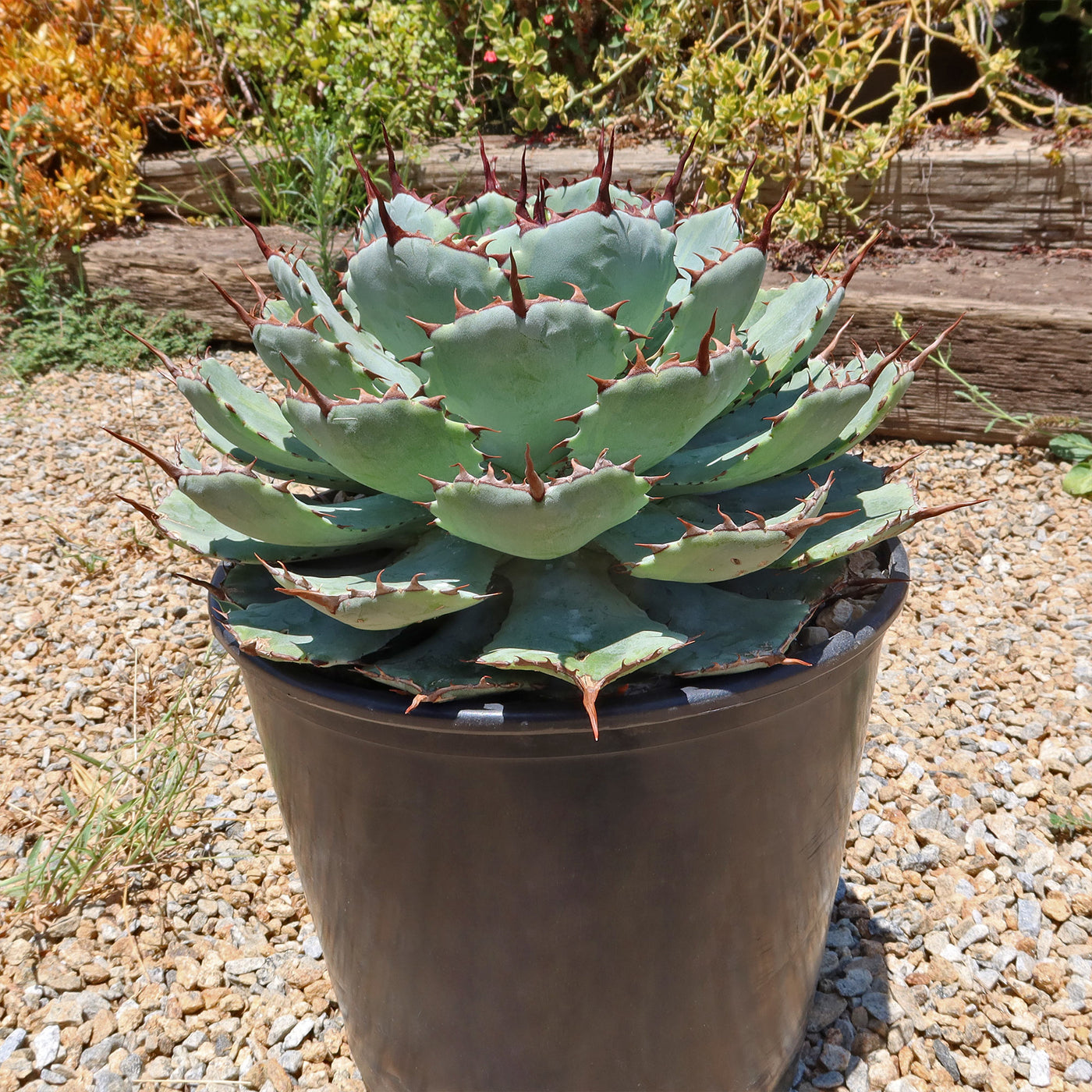 Variegated Butterfly Agave - Agave potatorum 'Kissho Kan'