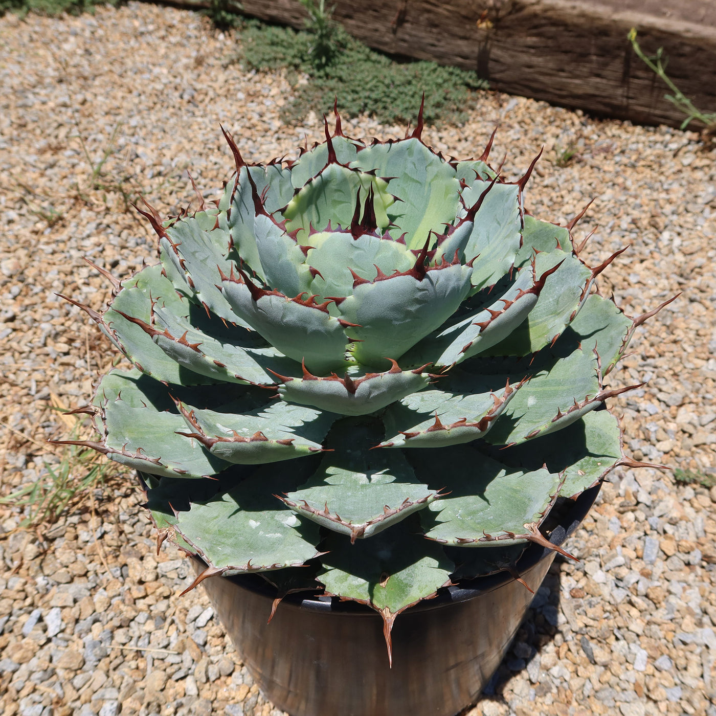 Variegated Butterfly Agave - Agave potatorum 'Kissho Kan'