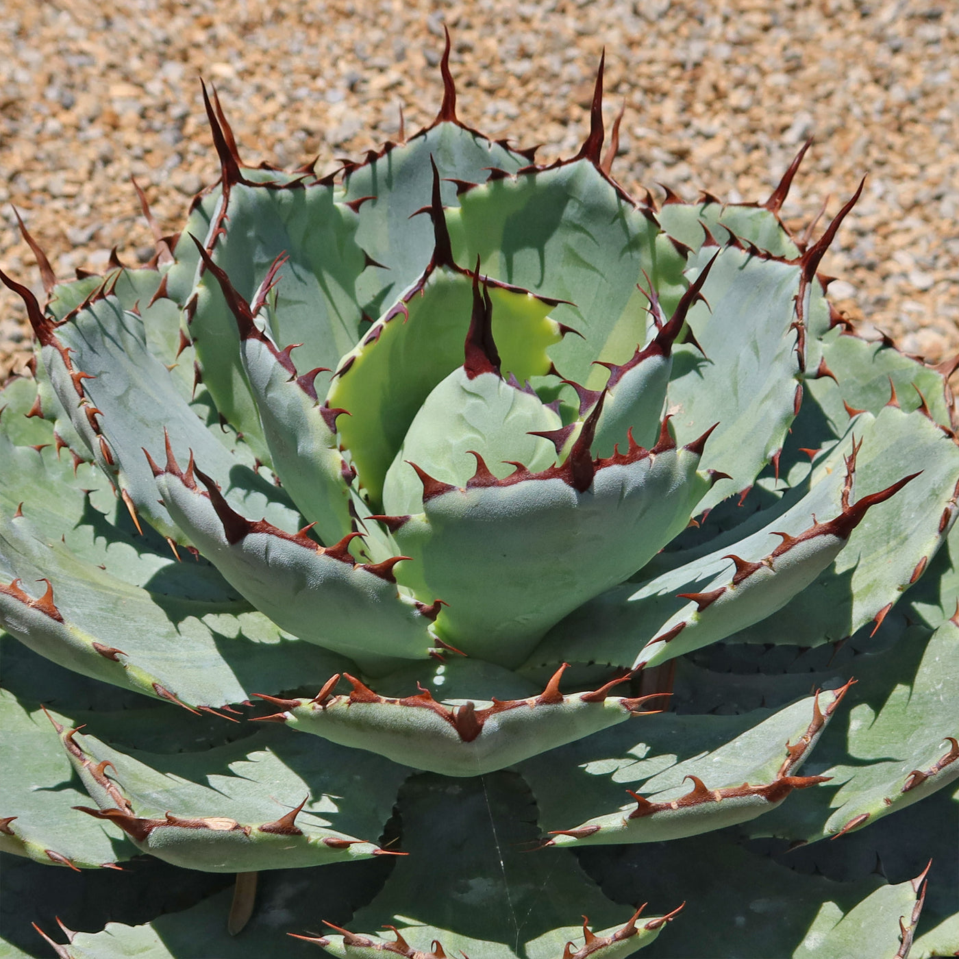 Variegated Butterfly Agave - Agave potatorum 'Kissho Kan'