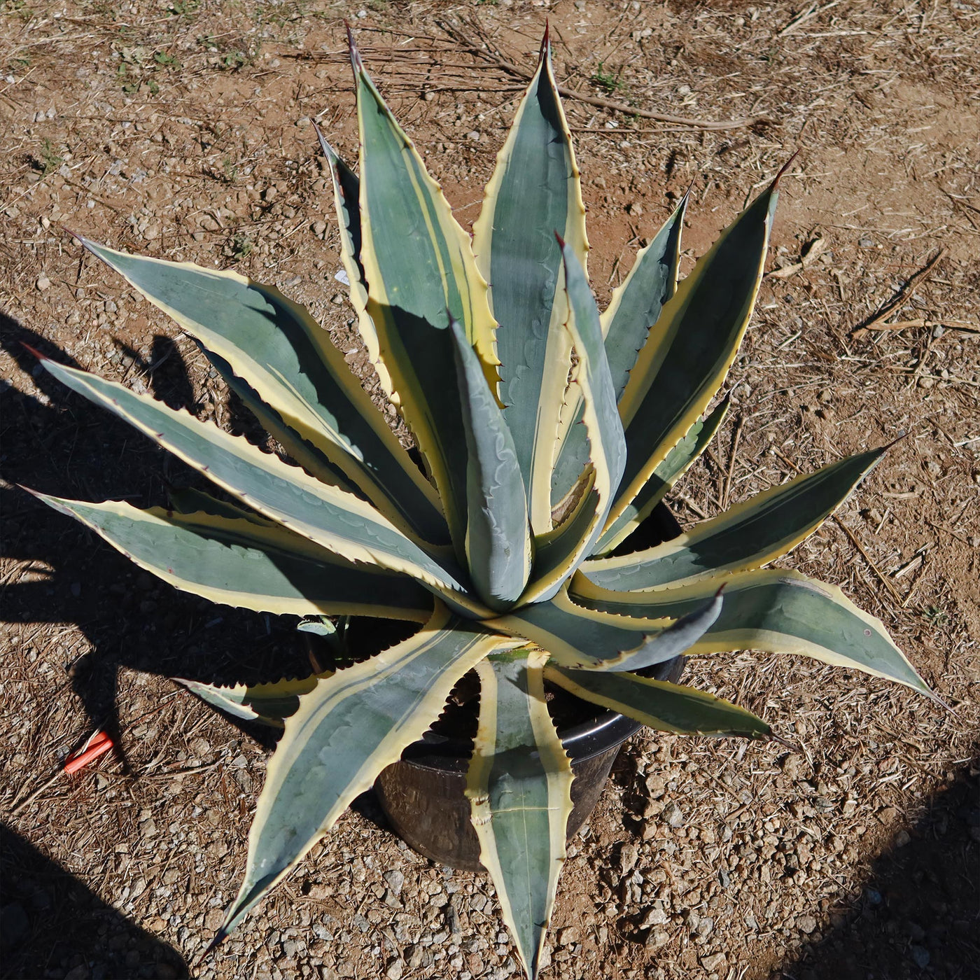 Shop Century Plant Variegata Agave Americana Care And Growing Guide shop-century-plant-variegata-agave-americana-care-and-growing-guide