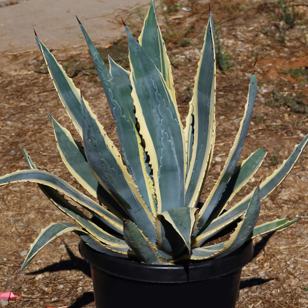 Shop Century Plant Variegata Agave Americana Care And Growing Guide shop-century-plant-variegata-agave-americana-care-and-growing-guide