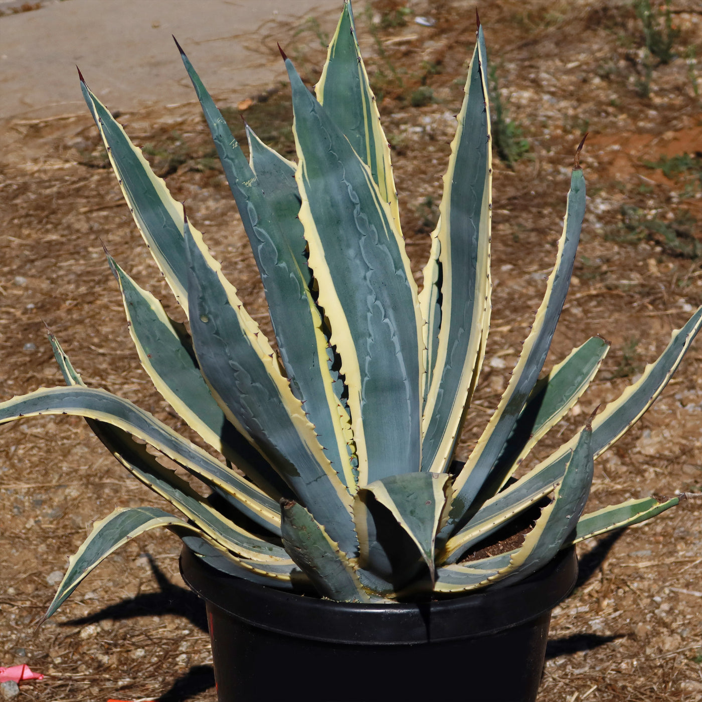 - \'Variegata\' Desert Agave Plant Online Planet at Shop Century Americana