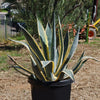 Variegated Century Plant - Agave americana &