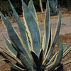 Variegated Century Plant - Agave americana &