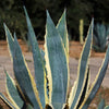 Variegated Century Plant - Agave americana &