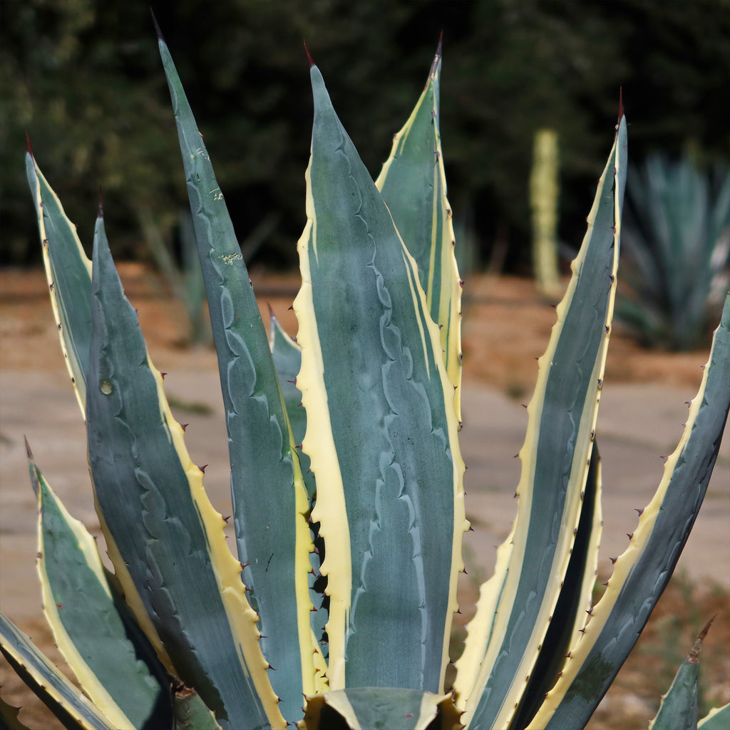 Variegated Century Plant - Agave americana &
