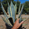 Variegated Century Plant - Agave americana &