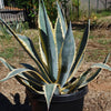 Variegated Century Plant - Agave americana &