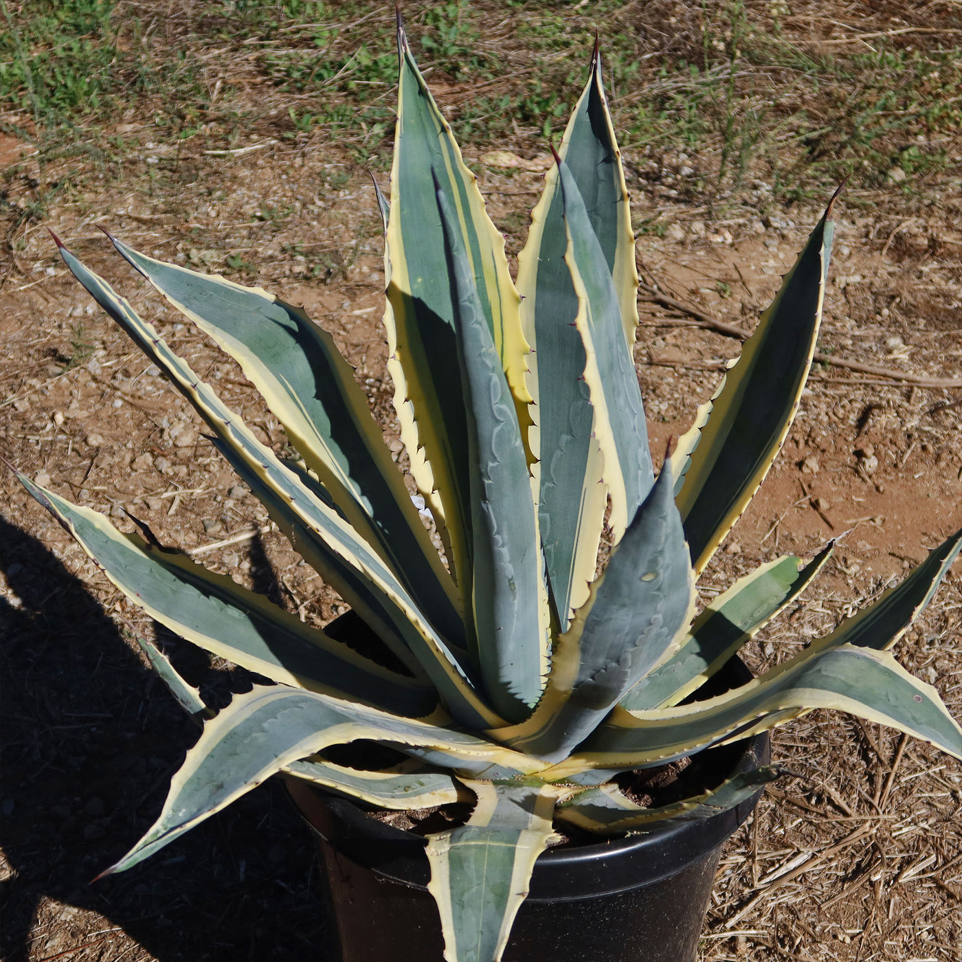 Century Plant 'Variegata' Agave Americana - Shop Online at Planet Desert