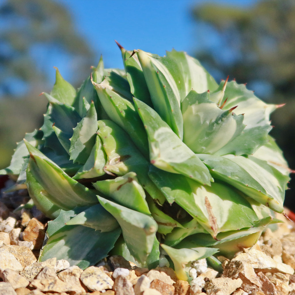 Variegated Dwarf Butterfly Agave - Agave isthmensis &