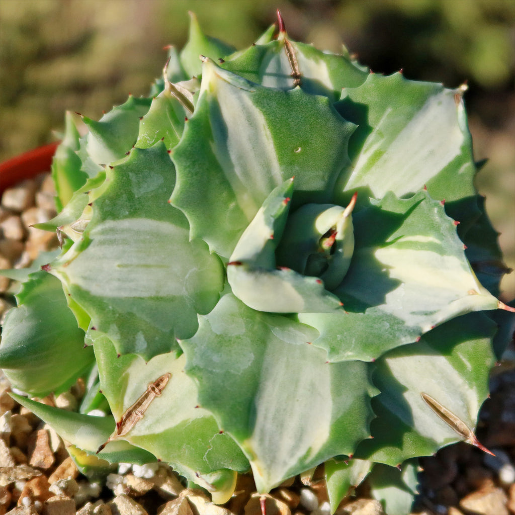 Variegated Dwarf Butterfly Agave - Agave isthmensis &