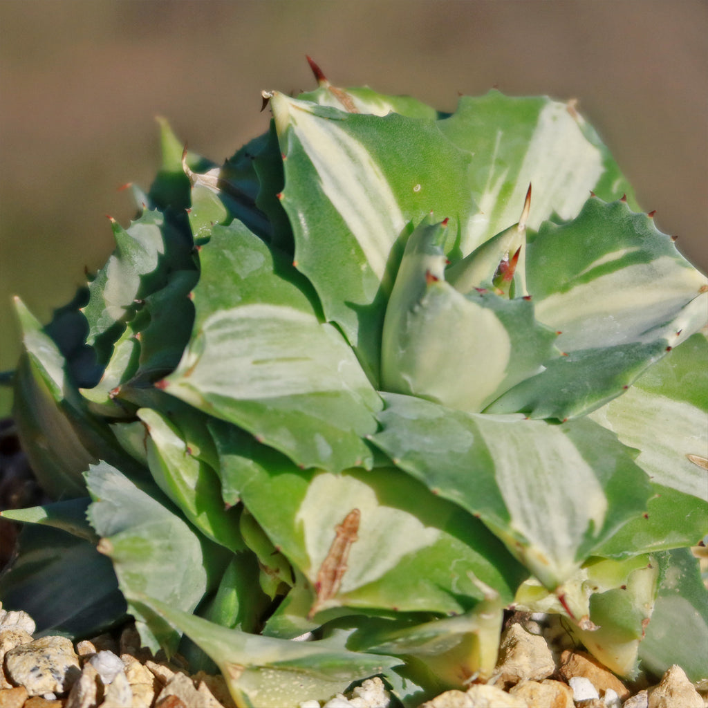 Variegated Dwarf Butterfly Agave - Agave isthmensis &