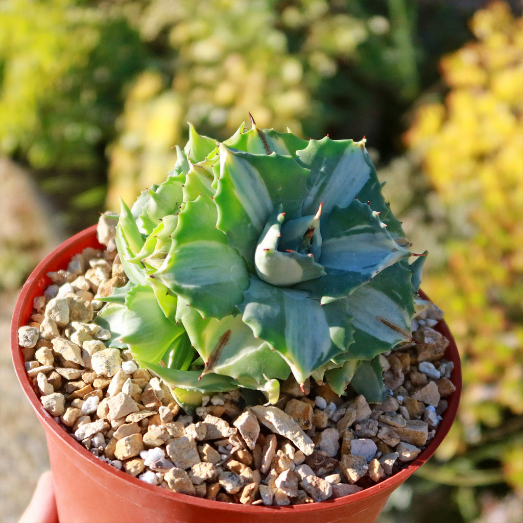 Variegated Dwarf Butterfly Agave - Agave isthmensis &