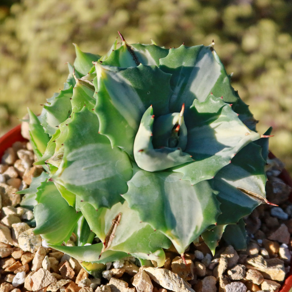 Variegated Dwarf Butterfly Agave - Agave isthmensis &