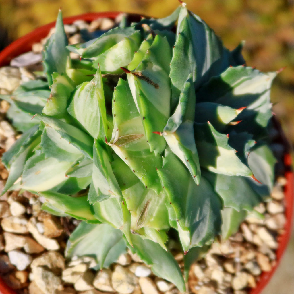 Variegated Dwarf Butterfly Agave - Agave isthmensis &