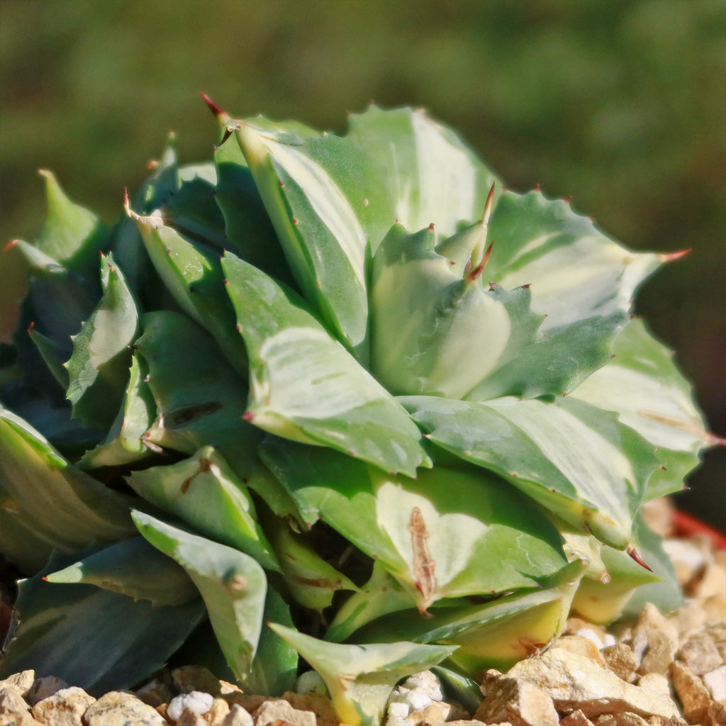 Variegated Dwarf Butterfly Agave - Agave isthmensis &