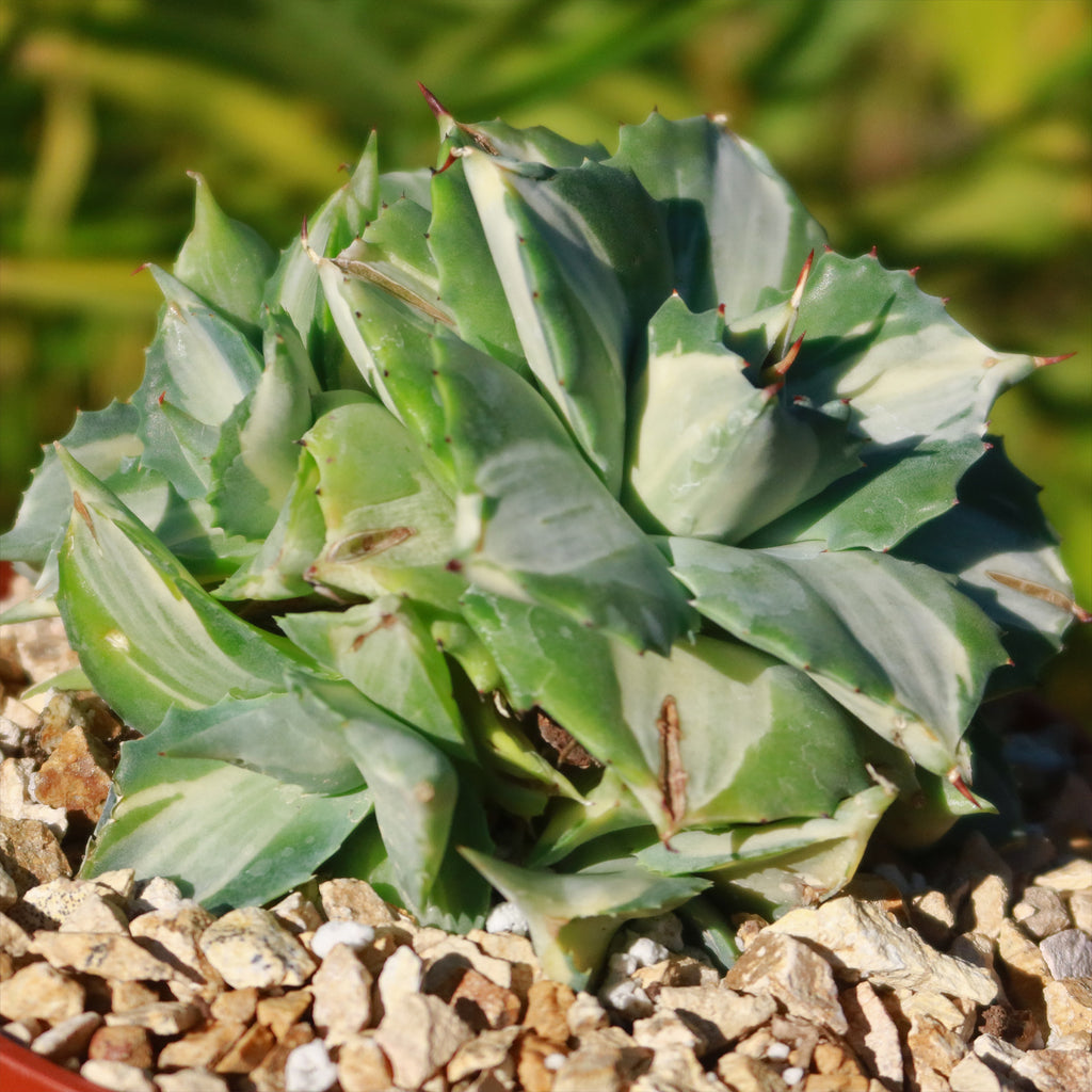 Variegated Dwarf Butterfly Agave - Agave isthmensis &