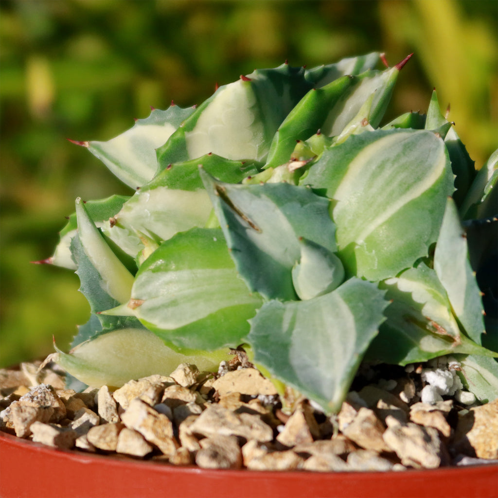 Variegated Dwarf Butterfly Agave - Agave isthmensis &
