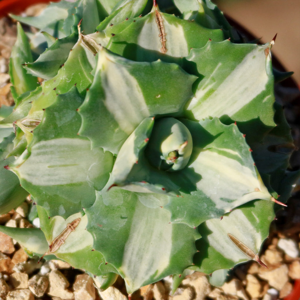 Variegated Dwarf Butterfly Agave - Agave isthmensis &